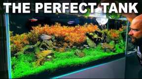 HOW TO MAKE A BEAUTIFUL ROCK & PLANTS AQUASCAPE IN 30 DAYS