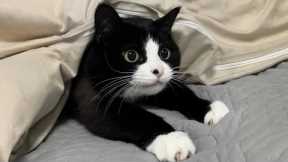 You Laugh, You Lose! 🤣 Funny Cat Videos 2025 😹 Part 52