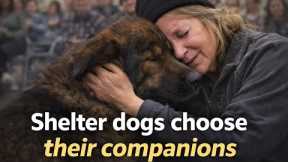 Shelter Dogs Choosing Owners