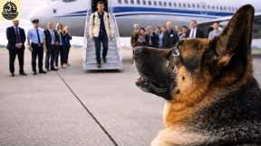 The K9 Dog Sat in Silence... Then Cried When His Owner Appeared |  Top best dog training techniques