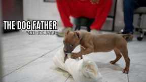 The Dog Father: Best DIY Toy for Puppies (Ep. 67)