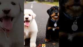 Pappies ka majedaar video#puppy#cute#shortvideo#puppy​ #dog​ #funny​ #viral​ #shorts​