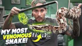 The MOST VENOMOUS Snake I have!🥵