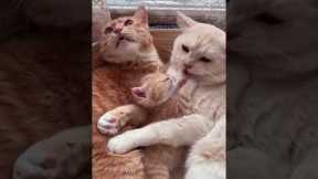 Cat videos 😹 Cat Fight 😻 # Part 2134