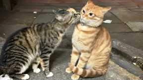 You Laugh, You Lose! 🤣 Funny Cat Videos 2025 😹 Part 40