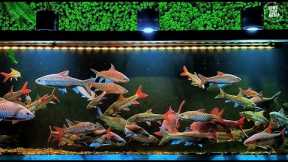 Premium Freshwater Aquarium Setup Fish Tank For Care Tips #1