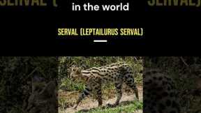 most exotic pets in the world #shorts