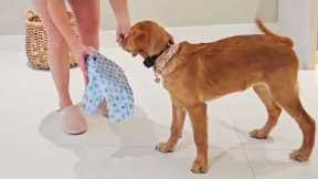 Teach your dog this trick! 