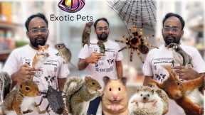 Exotic Pets in Chennai | Hamster | Sugar Glider | Spider | Hedgehog | Cute Pets 