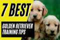 7 BEST Golden Retriever Puppy