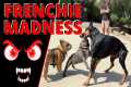 French Bulldogs are Crazy. Watch as