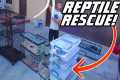 MASSIVE REPTILE RESCUE!! WHAT did we