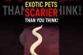 Exotic Pets That Are Scarier Than You 