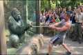 Gorilla vs Bodybuilder: Zoo Tug War