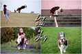 Amazing Dog Tricks by Border Collie