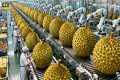 Inside a Modern Durian Factory: From