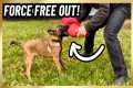 Malinois Puppy FORCE FREE ‘OUT’