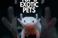Top 3 Best Exotic Pets in the World