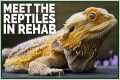 Meet All My Sick Reptiles in Rehab!