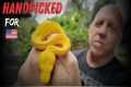 Handpicking Rare Snakes at an
