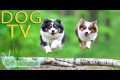 DOG TV: Videos Fun & Entertain