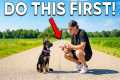 Puppy Training Basics: What You MUST