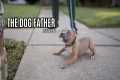The Dog Father: Love's First Walk