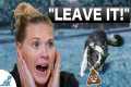 How To Teach Your Puppy To Leave It - 