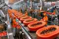 Inside a Modern Papaya Factory: From