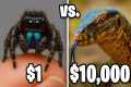 $1 vs $10,000 Exotic Pet