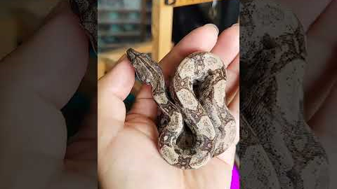 Boas Found In Toronto #shorts