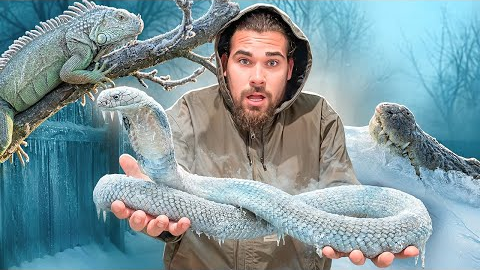 My Reptiles Are FREEZING!