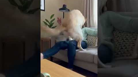 Unexpected Puppy Tricks That Will Melt Your Heart #funny #pets #cute