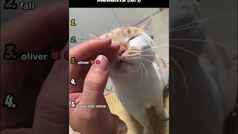 Top 5 Funniest Cat Moments (Part 3)
