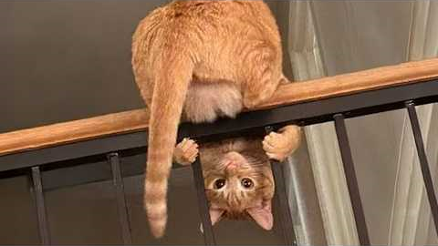 Cats Being Weird Again 🤣 The Funniest CATS Video 2026