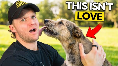 5 Things a Dog Does You Interpret TOTALLY WRONG!