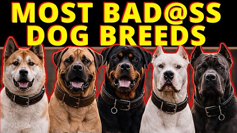 A Professional Dog Trainer's Top 5 Most Intimidating Dog Breeds