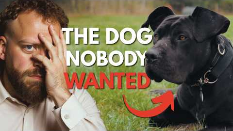 Abandoned Dog Gets His Chance at a New Life