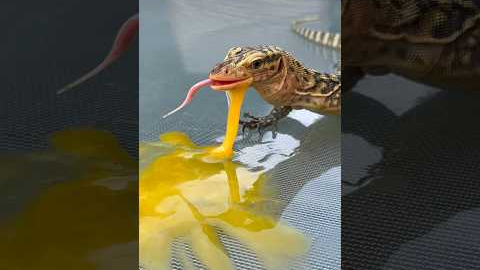 Lizard Eats Egg!🦎🥚#quincemonitor #lizard #lizards #reptile #reptiles #animal #animals #egg #fyp
