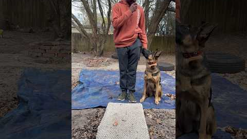 Dog training tip I’ve learned over the years