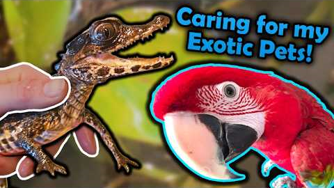 My Weekly Exotic Pet Care Routine!