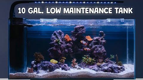 Fish Tank Maintenance: How to Have a Nearly Maintenance Free Tank! JBJ Rimless Tank Set up and Build