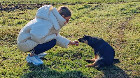 Hit by Car and Unable to Walk, Dog Found Helpless by the Road