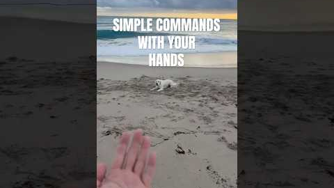 Simple commands for your dog #training #dogvideos #funny #cutedog #puppies