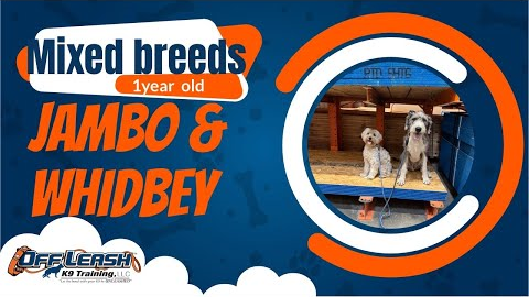 🐶🦮Off leash Dog Training / Obedience Training 🦮🐶