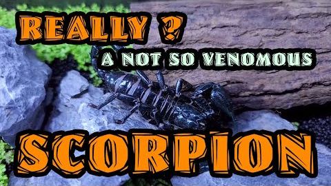 Scorpion from  a Pet Shop in Cartimar
