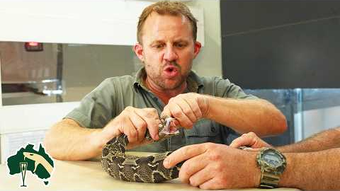 WEIRDEST Exotic Snakes Getting Health Checks! | Venom Diaries