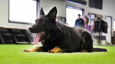 K9 Kylian - Your next Champion and Protector 🏆