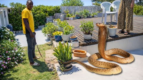 HUGE Deadly Snake In Her Yard
