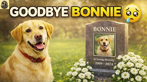 In Memory of Bonnie   Story of My Life | top best dog training techniques !